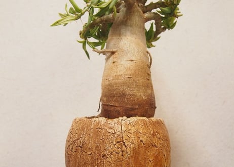 パキポディウム　ビスピノーサム　Pachypodium bispinosum no.2