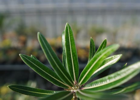 パキポディウム　カクチぺス　Pachypodium cactipes