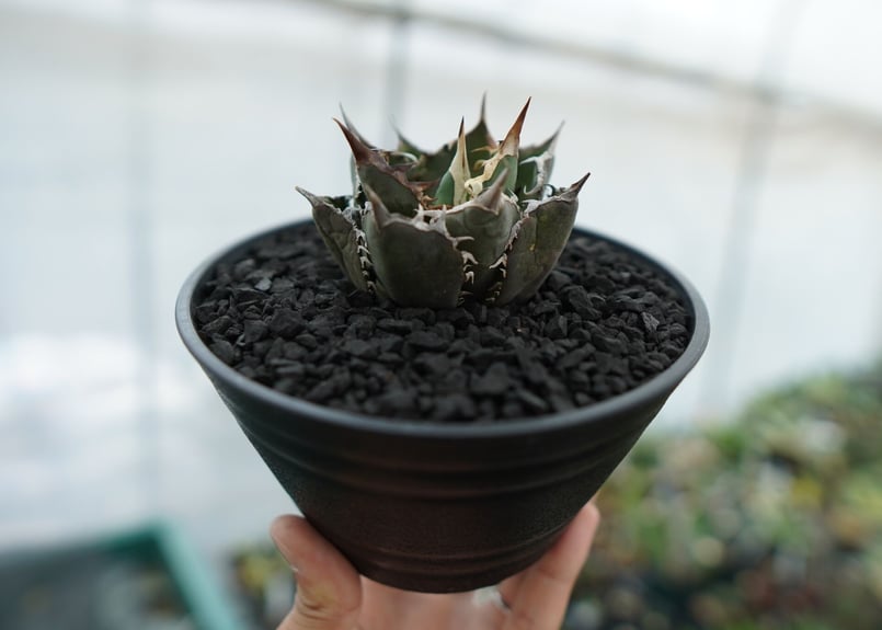 アガベ チタノタ FO-76 agave titanota FO-76 No.12 | ma