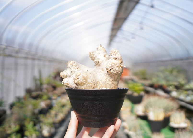 パキポディウム エブレネウム Pachypodium eburneum ④ パキポディウム エブレネウム Pachypodium eburneum No.2 | mana