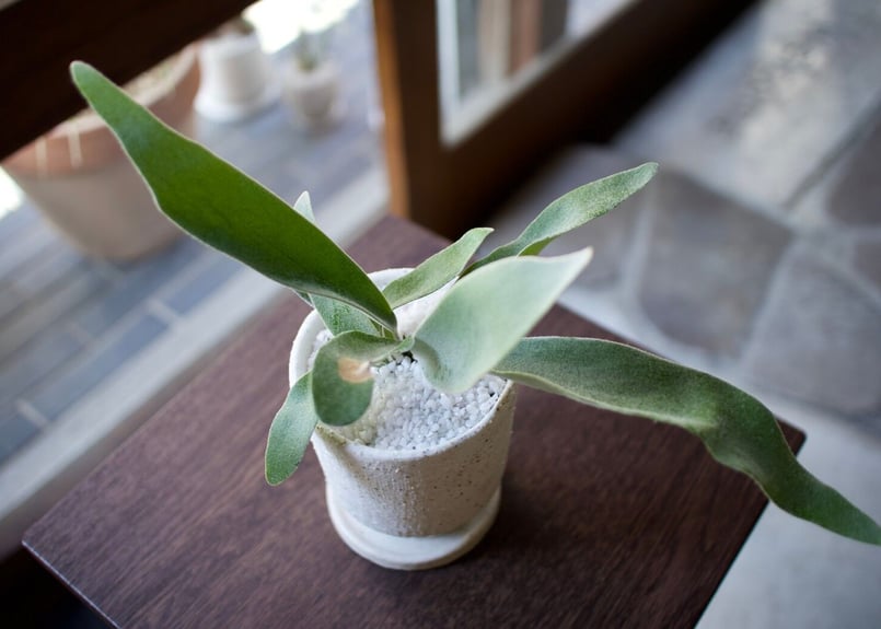 ビカクシダ ビーチー ビカクシダ ビーチー (Platycerium Veitchii)について - 近藤仁