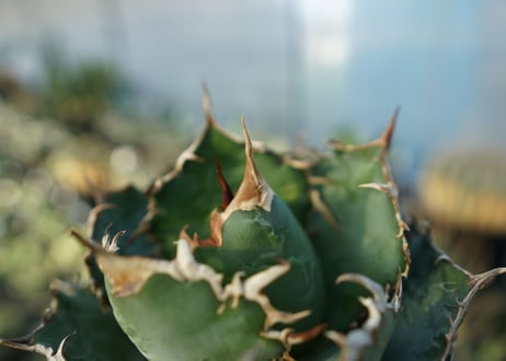 アガベ　チタノタ　白鯨　Agave titanota White whale　No.2