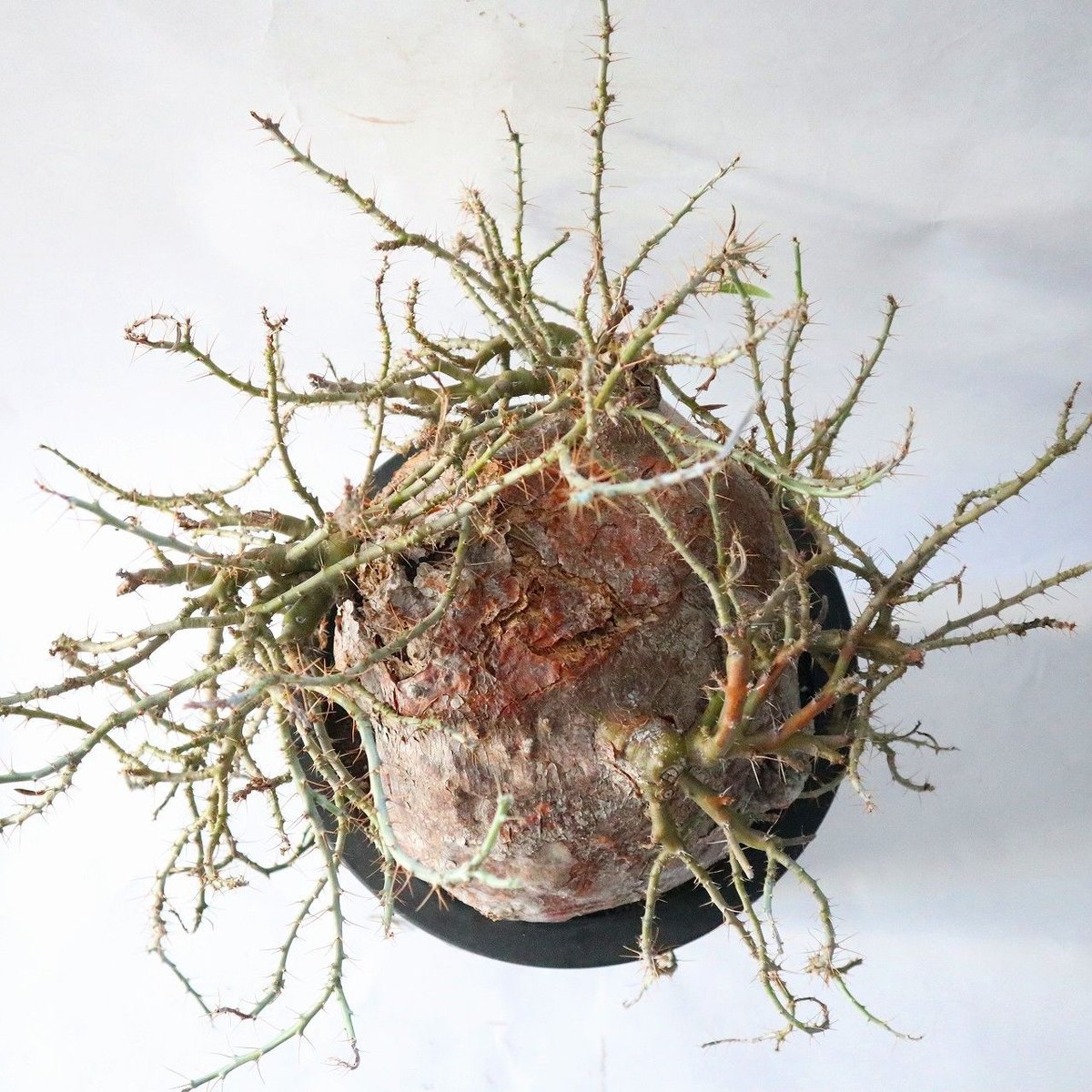 パキポディウム ビスピノーサム 特大株 | mana's green:塊根植物 パキポディウム ビスピノーサム 特大株 | mana's green:塊根植物