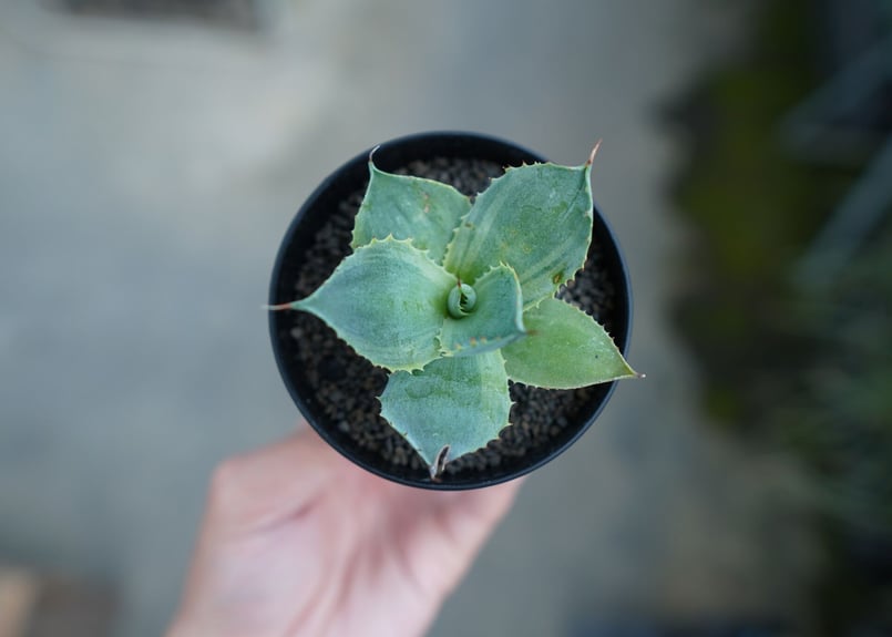 アガベ ポタトラム トレードウィンズ Agave potatorum Tradewinds N