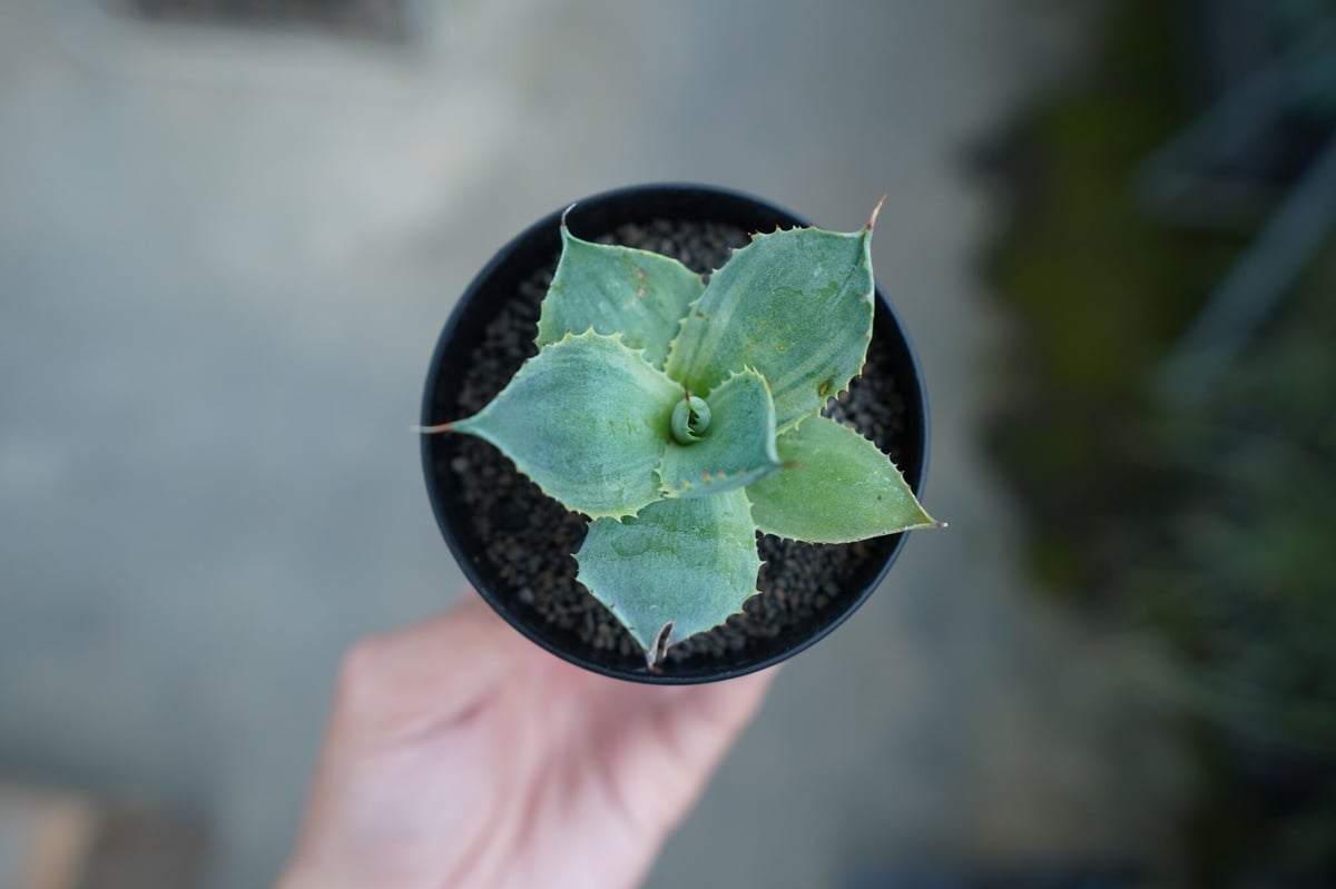 アガベ ポタトラム トレードウィンズ Agave potatorum Tradewinds N