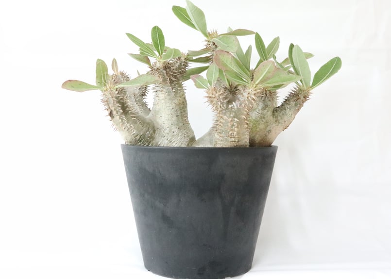 パキポディウム デンシフローラム 三頭株 | mana's farm:塊根