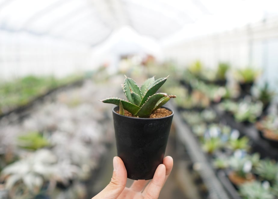 61185c182b2d3d0e39766caa