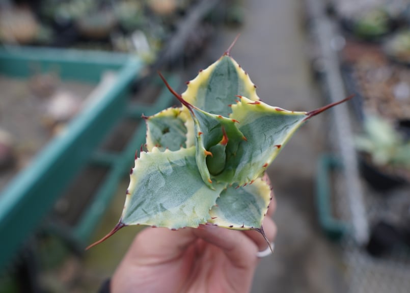 抜き苗】アガベ 怒雷神錦 Agave potatorum verschaffeltii |