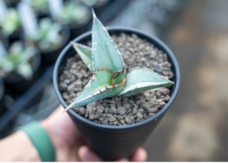 アガベ　オテロイ　agave oteroi　No.3
