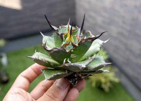 Agave ハデス 黒獄 Ｂ NO.1