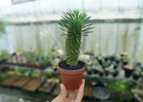 ユーフォルビア　ソテツキリン "パイナップルコーン"　Euphorbia sotetsukirin  No.7