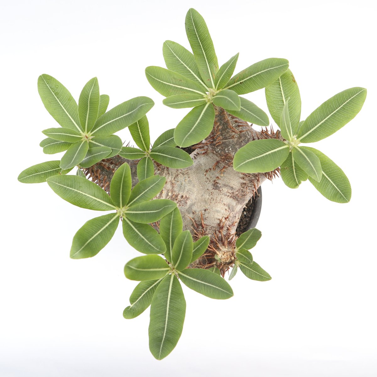 パキポディウム ホロンベンセ no.4 | mana's farm:塊根植物・アガベ