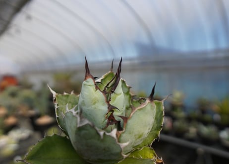 agave titanota ブラック＆ブルー　No.3