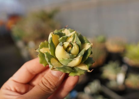 agave 王妃雷神黄中斑 NO.1