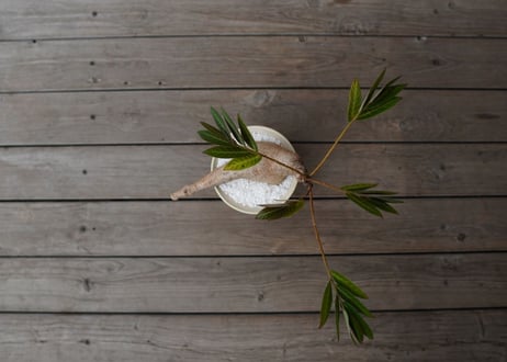 フィランサス　ミラビリス　Phyllanthus mirabilis