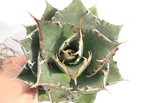 Agave titanota FO-76 compacta dwarf  no.7