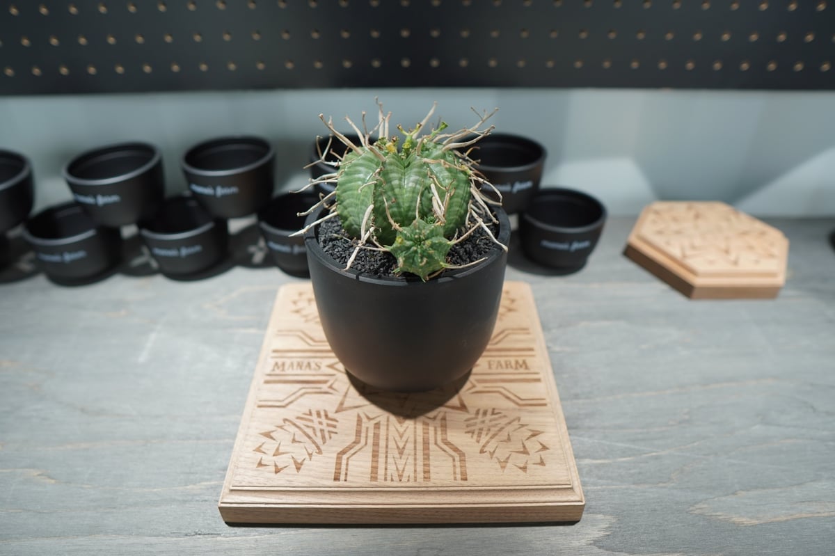 スーパーバリダ ユーフォルビア スーパーバリダ | mana's farm:塊根植物・アガベ