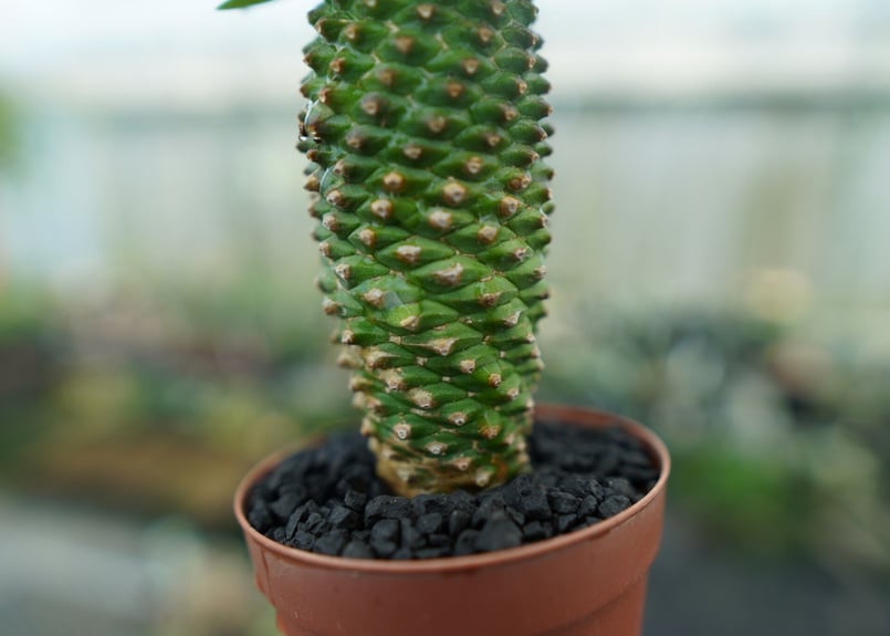 ユーフォルビア ソテツキリン 