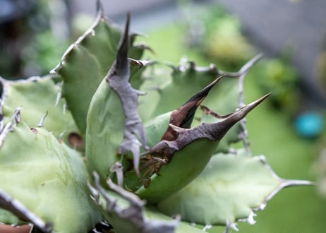 Agave titanota FO-76 B NO.5
