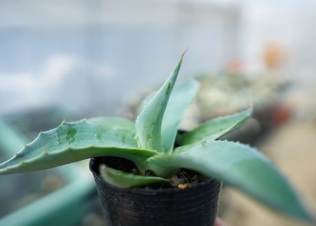 アガベ　オバティフォリア　Agave ovatifolia　No.5