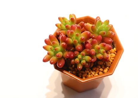 セダム　虹の玉