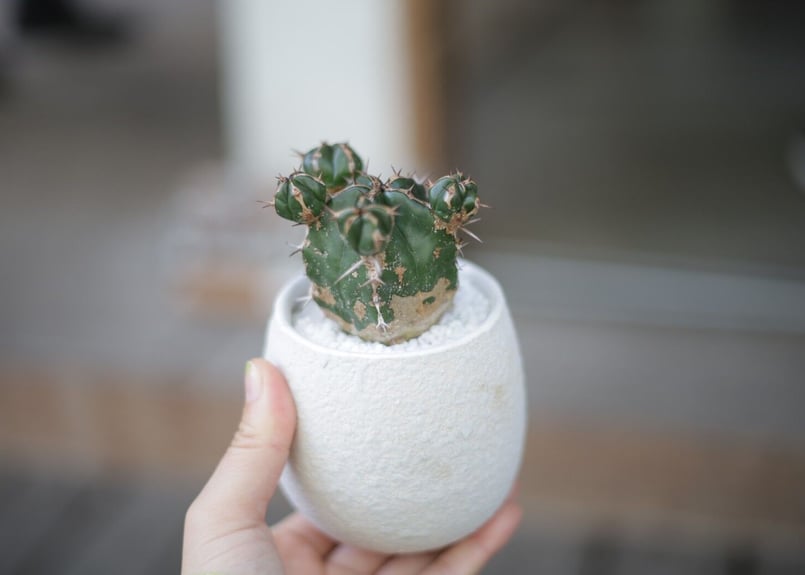 ユーフォルビア ハンディエンシス Euphorbia handiensis | mana's