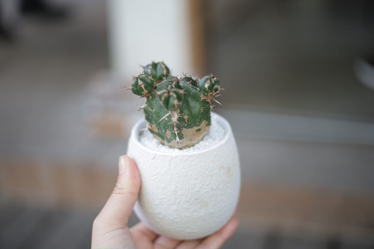 ユーフォルビア ハンディエンシス Euphorbia handiensis | mana's