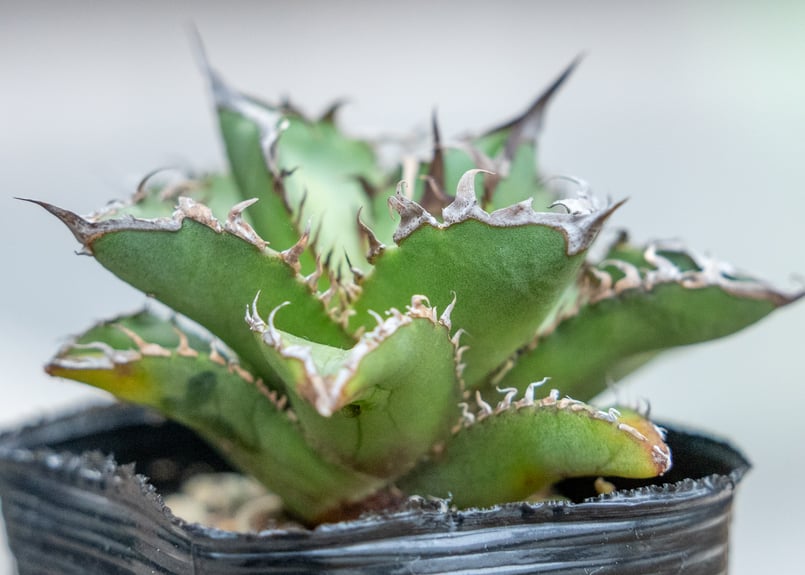 アガベ チタノタ オテロイ 沖縄実生 | mana's farm:塊根植物