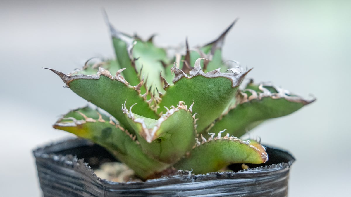 アガベ チタノタ オテロイ 沖縄実生 | mana's farm:塊根植物・アガベ