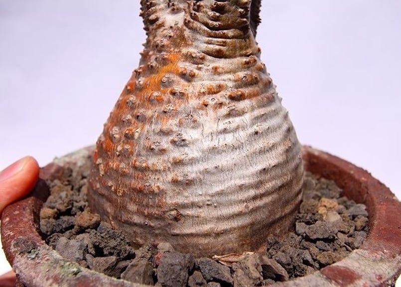 パキポディウム グラキリス 茶肌 | mana's farm:塊根植物・アガベ