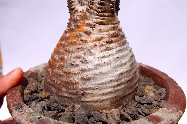 パキポディウム グラキリス 茶肌 | mana's farm:塊根植物・アガベ