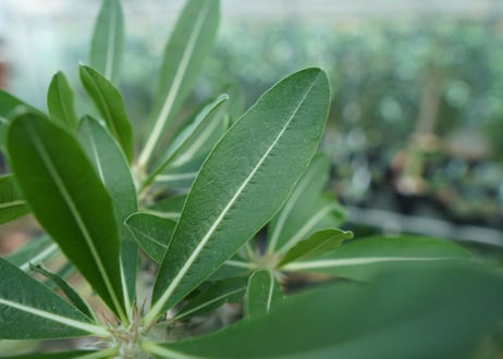 パキポディウム　デンシフローラム　Pachypodium densiflorum　No.2
