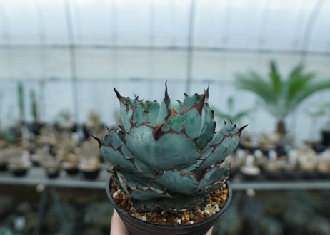 アガベ　チタノタ　 ブラックアンドブルー 　Agave titanota black and blue　NO.1