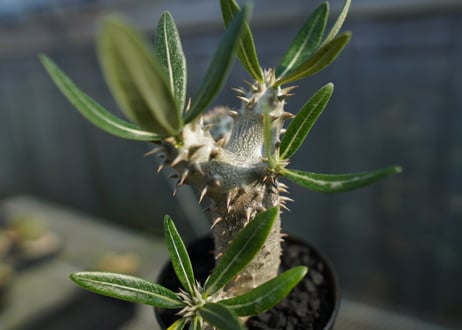 パキポディウム　伊藤ハイブリッド　Pachypodium 'Itoh Hybrid'  No.1