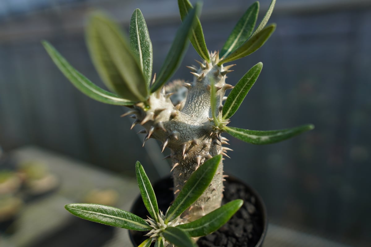 パキポディウム 伊藤ハイブリッド Pachypodium 'Itoh Hybrid' No.
