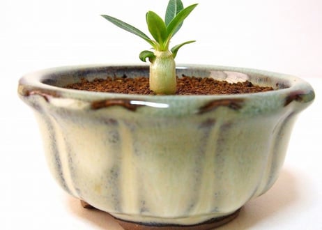 Pachypodium eburneum　パキポディウム　エブレネウム　実生苗
