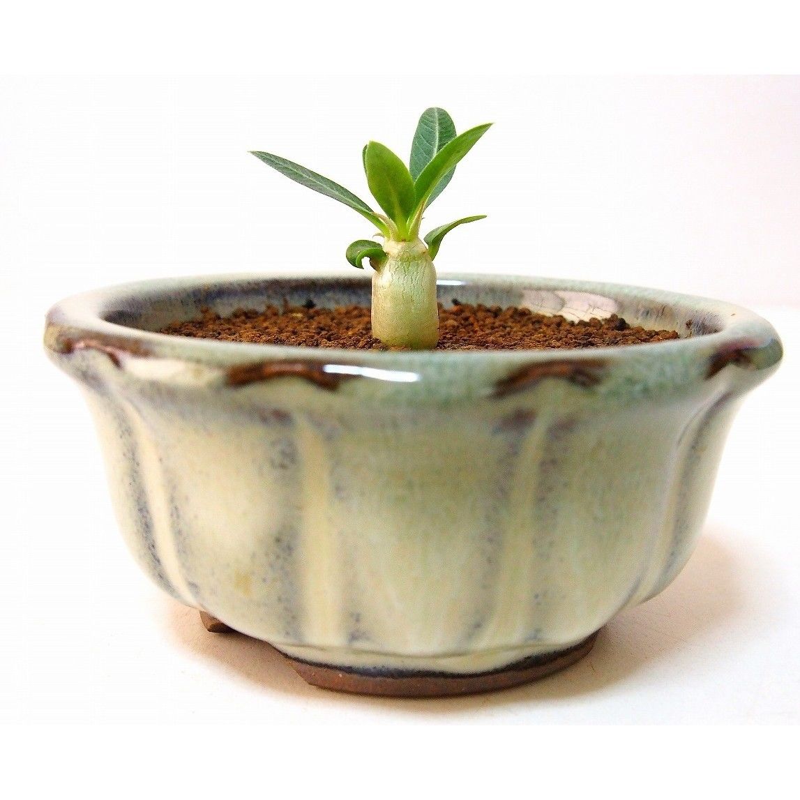 Pachypodium eburneum パキポディウム エブレネウム 実生苗 | mana'
