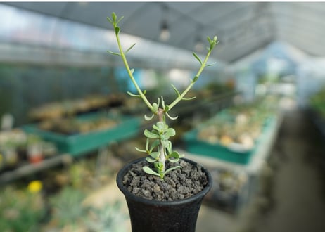ケラリア フルチコーサ　Ceraria fruticosa