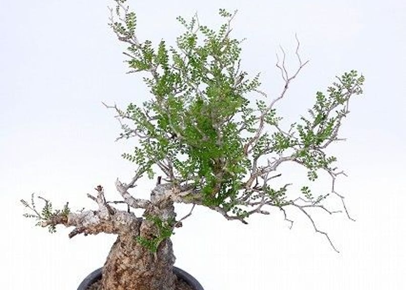 オペルクリカリア デカリー | mana's farm:塊根植物・アガベ・ドライ