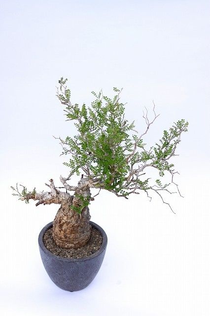 オペルクリカリア デカリー | mana's farm:塊根植物・アガベ・ドライ