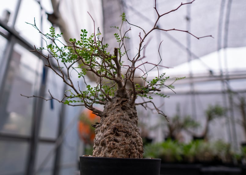 オペルクリカリア パキプス No.4 | mana's farm:塊根植物・アガベ