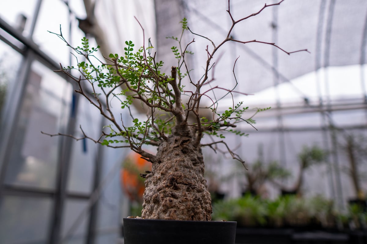 オペルクリカリア パキプス No.4 | mana's farm:塊根植物・アガベ