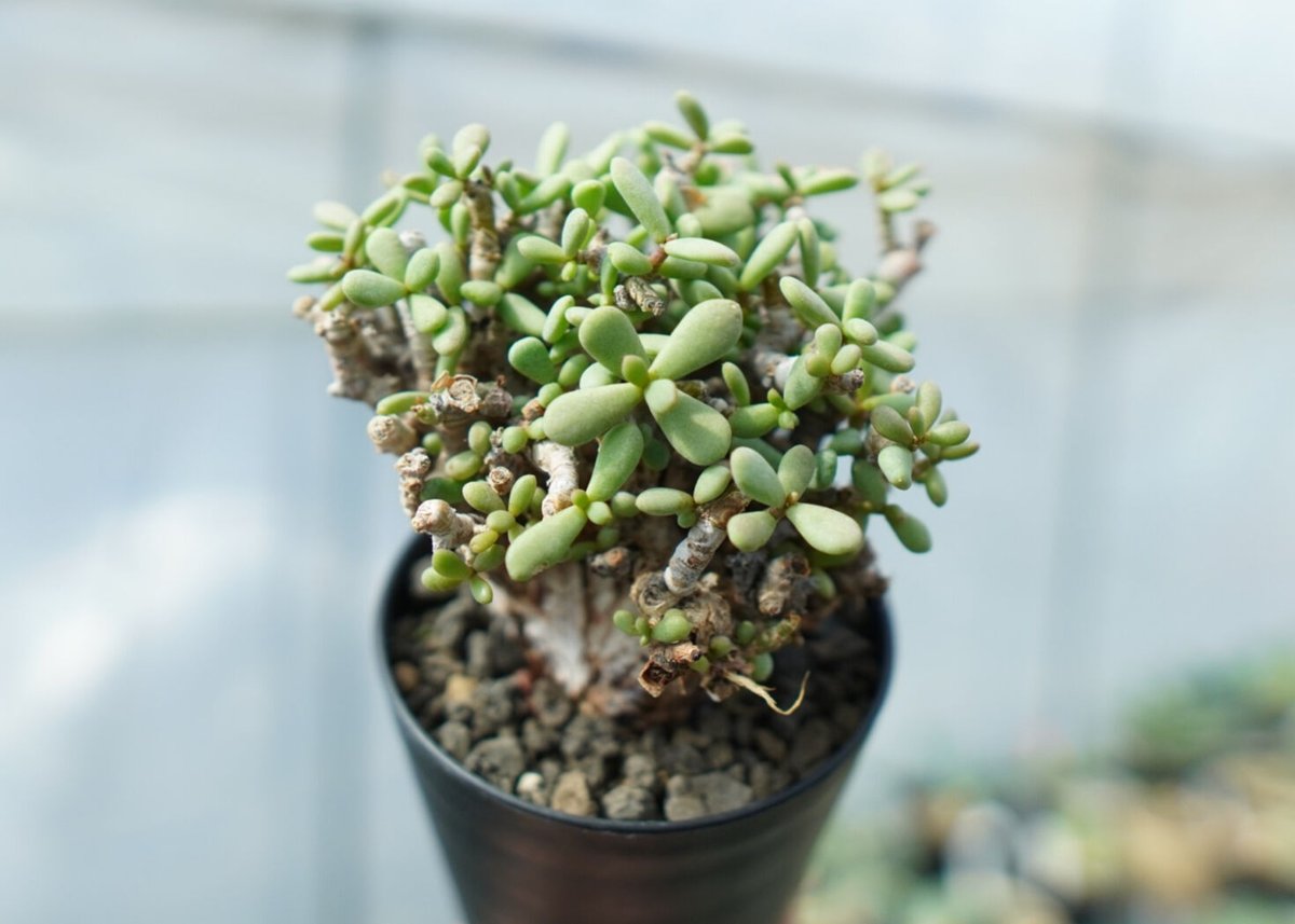 ケラリア ピグマエア Ceraria pygmaea No.3 | mana's farm: