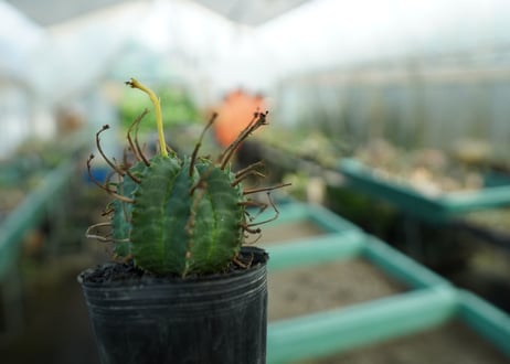 ユーフォルビア　スーパーバリダ　Euphorbia super valida  No.10