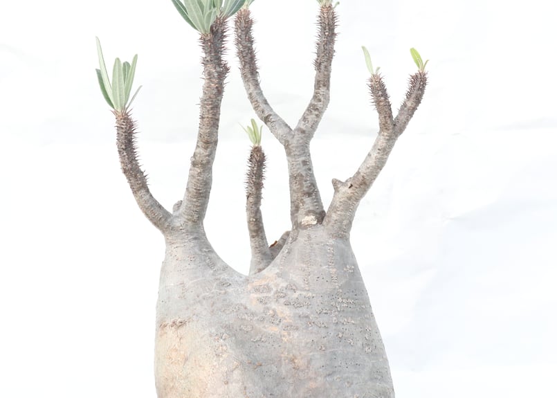 塊根植物 グラキリス パキポディウム グラキリス No.136 | mana's farm:塊根植物・アガベ・ド