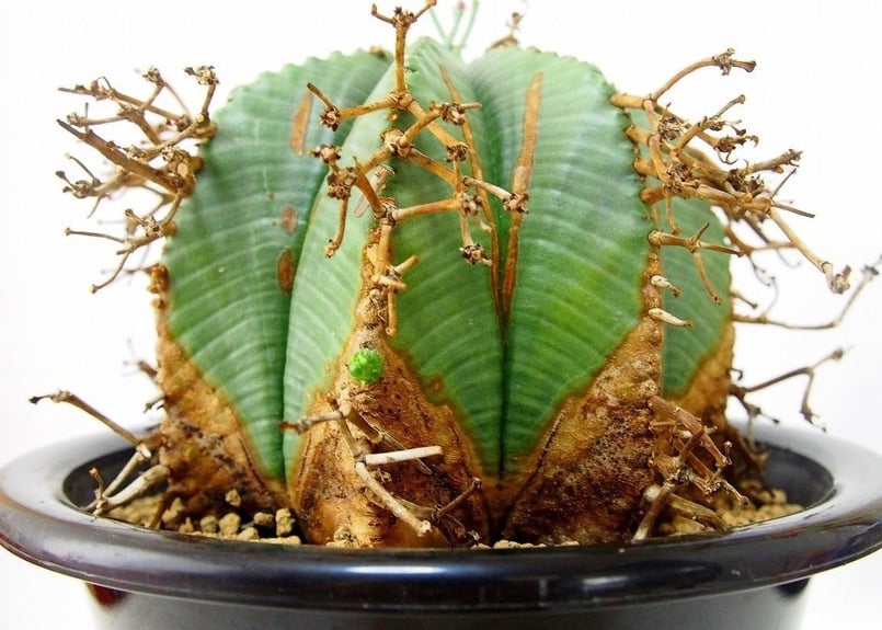 h*9様 ユーフォルビアバリダ　ビンテージ盆栽 h*9様 ユーフォルビアバリダ ビンテージ盆栽 - メルカリ