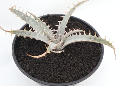 ディッキア　dyckia HB Dancing Darvish HebdingiiBB F1