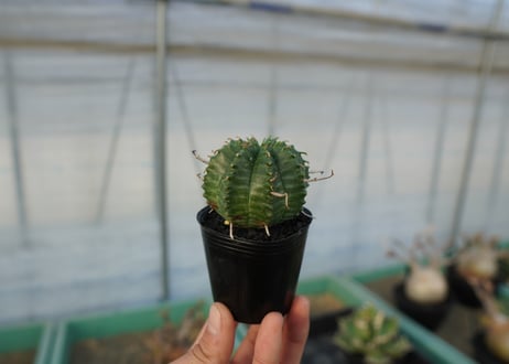 ユーフォルビア　スーパーバリダ　Euphorbia super valida  No.3