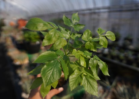 ランネア　パルヴィフォリア　Lannea parvifolia　NO.2