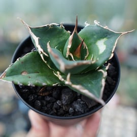 超希少種から普及種まで様々なアガベをアップします。 | mana's farm